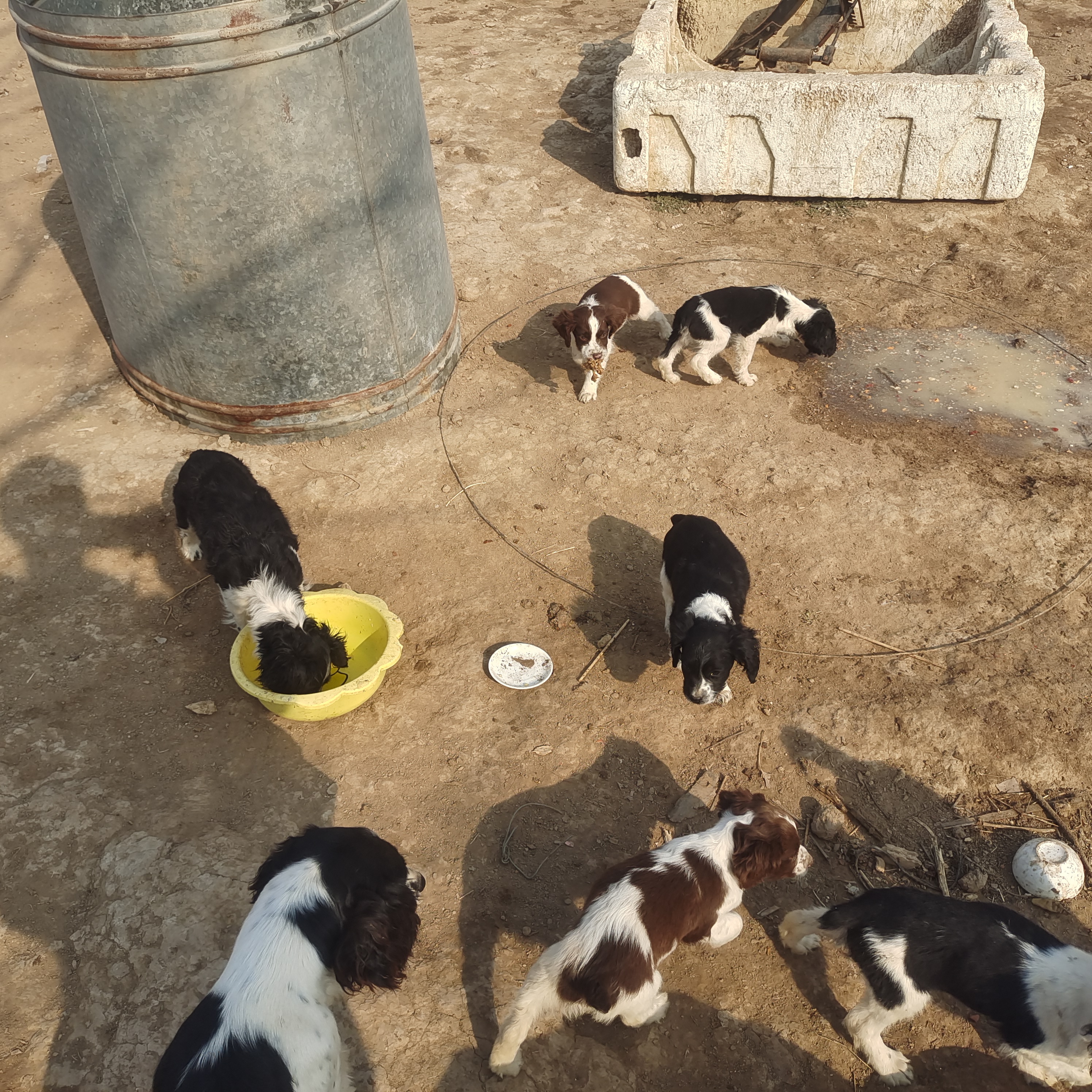 小体短毛史宾格搜救犬，温顺，智商高
